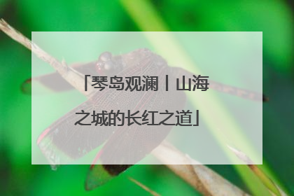 琴岛观澜丨山海之城的长红之道