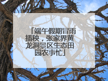 端午假期冒雨插秧，张家界黄龙洞景区生态田园农事忙