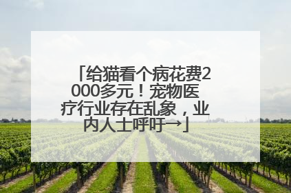 给猫看个病花费2000多元！宠物医疗行业存在乱象，业内人士呼吁→
