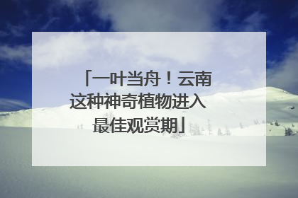 一叶当舟！云南这种神奇植物进入最佳观赏期