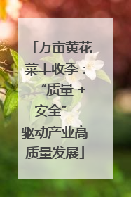 万亩黄花菜丰收季：“质量 + 安全” 驱动产业高质量发展