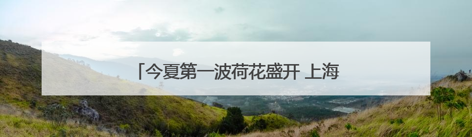 今夏第一波荷花盛开 上海荷花睡莲展7月上旬揭幕