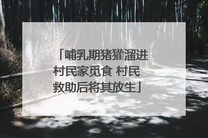 哺乳期猪獾溜进村民家觅食 村民救助后将其放生