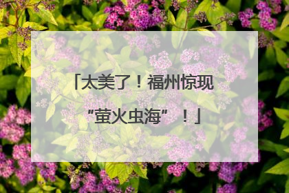 太美了！福州惊现“萤火虫海”！