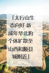 太行山生态向好 新成年华北豹个体扩散至山西和顺县城附近