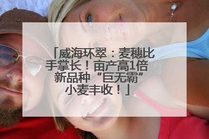 威海环翠：麦穗比手掌长！亩产高1倍 新品种“巨无霸”小麦丰收！
