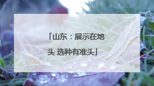 山东：展示在地头 选种有准头