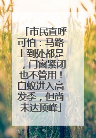 市民直呼可怕：马路上到处都是，门窗紧闭也不管用！白蚁进入高发季，但尚未达顶峰
