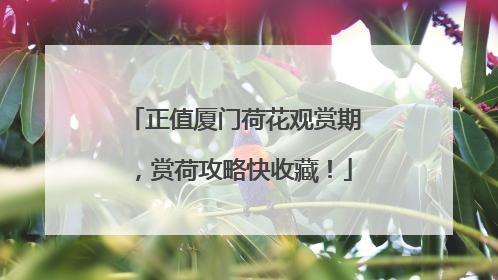 正值厦门荷花观赏期，赏荷攻略快收藏！