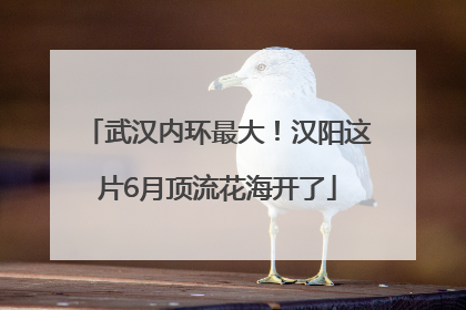 武汉内环最大！汉阳这片6月顶流花海开了