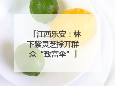 江西乐安：林下紫灵芝撑开群众“致富伞”