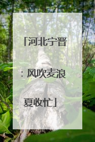 河北宁晋：风吹麦浪夏收忙