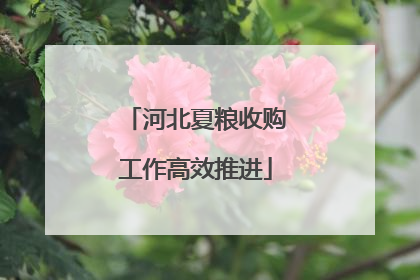 河北夏粮收购工作高效推进