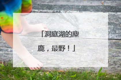 洞庭湖的麋鹿，最野！
