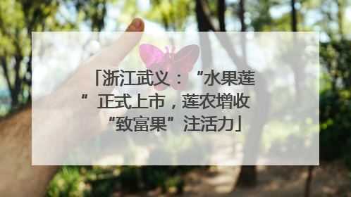 浙江武义：“水果莲”正式上市，莲农增收“致富果”注活力