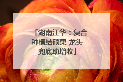 湖南江华：复合种植结硕果 龙头兜底助增收
