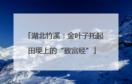 湖北竹溪：金叶子托起田埂上的“致富经”