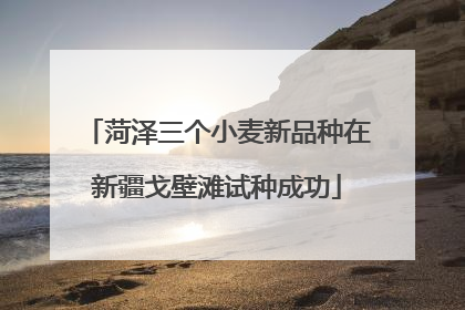 菏泽三个小麦新品种在新疆戈壁滩试种成功