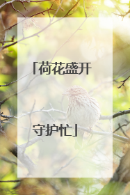 荷花盛开守护忙