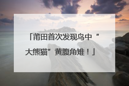 莆田首次发现鸟中“大熊猫”黄腹角雉！