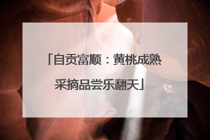 自贡富顺：黄桃成熟 采摘品尝乐翻天