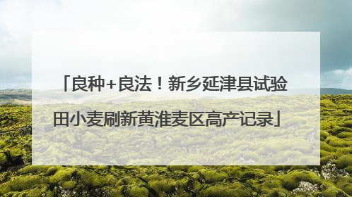 良种+良法！新乡延津县试验田小麦刷新黄淮麦区高产记录