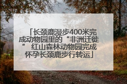 长颈鹿漫步400米完成动物园里的“非洲迁徙” 红山森林动物园完成怀孕长颈鹿步行转运