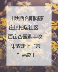 陕西合阳同家庄镇柏瑞社区：百亩杏园迎丰收 果农走上“杏”福路