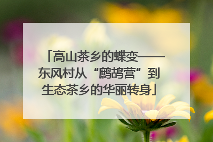 高山茶乡的蝶变——东风村从“鹧鸪营”到生态茶乡的华丽转身