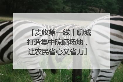 麦收第一线丨聊城打造集中晾晒场地，让农民省心又省力