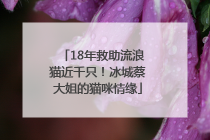 18年救助流浪猫近千只！冰城蔡大姐的猫咪情缘