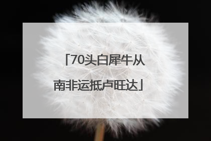 70头白犀牛从南非运抵卢旺达